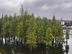 -白鹭湾湿地公园