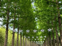 -黄海国家森林公园