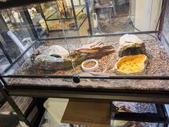 -酷以爬仙阁实体爬宠店·守宫·蜥蜴·专业繁育