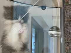 -佐罗家宠物馆·猫文化馆(紫霞路店)