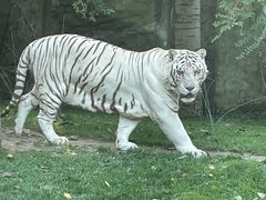 -北京野生动物园