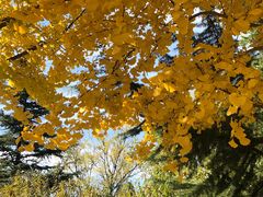 -VESH COFFEE(定西路店)