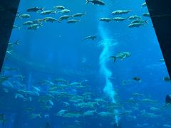 -亚龙湾海底世界