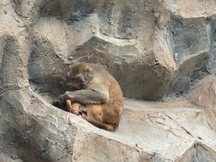 -青藏高原野生动物园