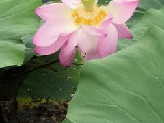 -洪湖生态旅游区