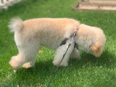 -comecome来吧宠物(奥克斯中心店)