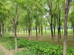 -东郊湿地公园