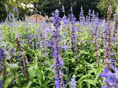 -静之湖湖畔餐厅