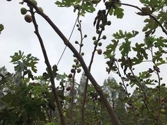 -武汉世外桃源农庄