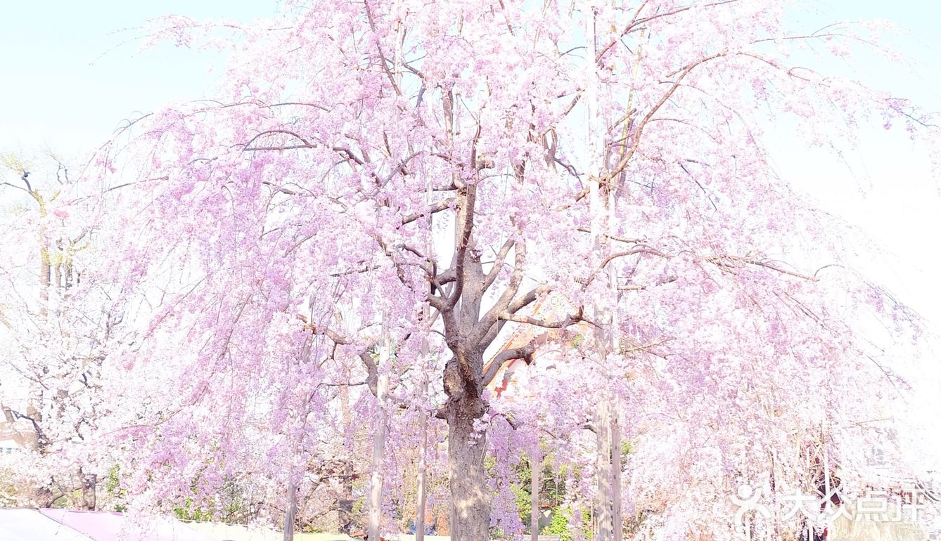 日本赏樱—春季赏花好去处🌸