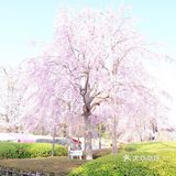 日本赏樱—春季赏花好去处🌸