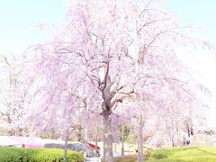 -上野公园花园稻荷神社(忍岡稲荷神社)