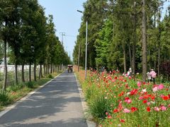 -上海长兴岛郊野公园