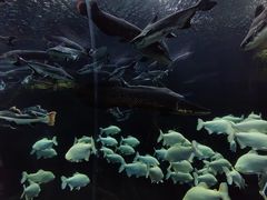 -哈尔滨波塞冬海底世界