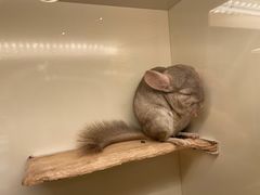 -龙猫仔乐园(惠福东路店)