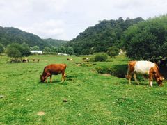 -关山草原