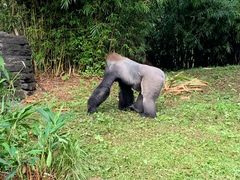 -奥兰多迪士尼动物王国乐园