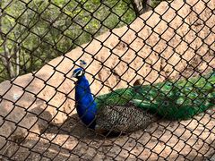 -青藏高原野生动物园