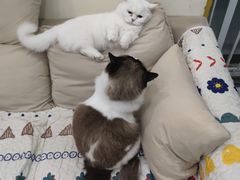 -柚子猫舍·精品猫舍购猫·猫咪认养·购宠·宠物店