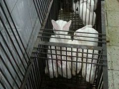 -温江公平红烧兔(总店)