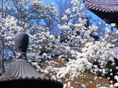 -灵谷景区