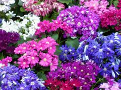 -重庆动物园·东二门售票处