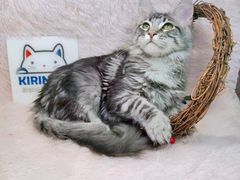 -十年猫舍·猫咪专门店(普陀店)