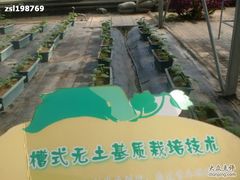 -观光南瓜园