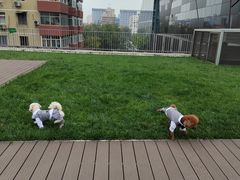 -百好乐宠物友好餐厅(朝外大街店)