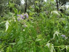 -阳台山自然风景区