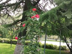 -莲湖公园