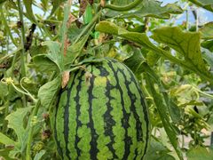 -庞各庄翠芳园西瓜蔬菜基地采摘园