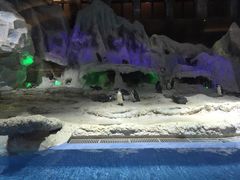 -帝企鹅自助餐厅•儿童岛•真企鹅(长隆企鹅酒店)