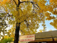 -三里屯东五街银杏大道