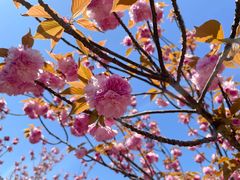 -高东镇樱花园