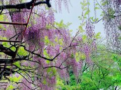 -嘉定紫藤园