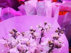 -花鸟鱼虫鲜花绿植市场(玉泉路店)