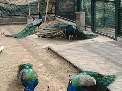 -秦皇岛野生动物园
