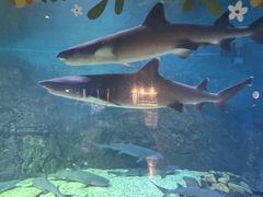 -烟台海昌鲸鲨海洋公园