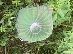 -红山村