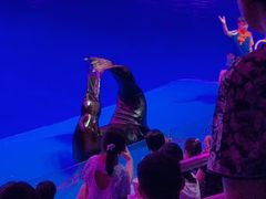 -芜湖新华联大白鲸海洋公园