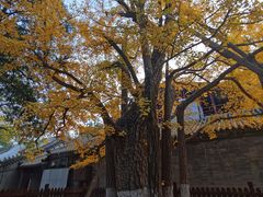 -大觉寺-停车场