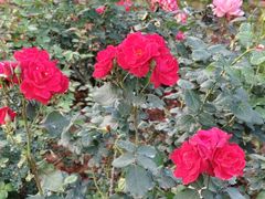 -人民公园(罗湖区)