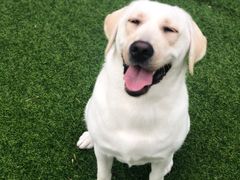 -汪说喵讲宠物乐园宠物酒店(红星美凯龙店)