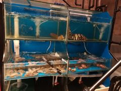 水产区-臻鲜燕海鲜融合餐厅(金陵style店)
