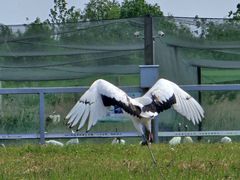 -盐城丹顶鹤湿地生态旅游区