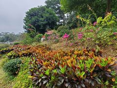 -东莞植物园
