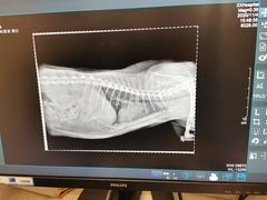 -萌兽医馆·犬猫专科·眼科中心·宠物医院(朝阳门分院)