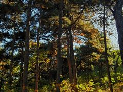 -北京西山国家森林公园