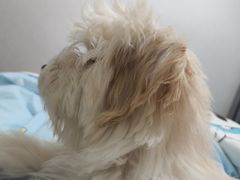 -帕帕拉兹宠物(亚洲旗舰店)